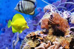 آکواریوم کیش -  Kish Aquarium