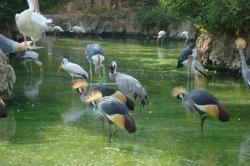 باغ پرندگان شیراز - Shiraz Bird Garden