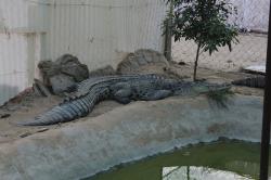 پارک کروکوديل قشم (پارک کروکودیل نوپک قشم) - Crocodile Park