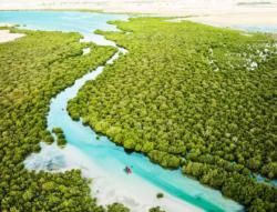 جنگل ساحلی التکیره - Al Thakira Mangroves