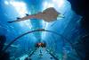 تصویر 52315  آکواریوم دبی و باغ وحش زیر آب