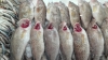 تصویر 53144  بازار ماهی دبی