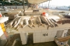 تصویر 53127  بازار ماهی دبی