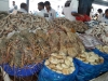 تصویر 53138  بازار ماهی دبی
